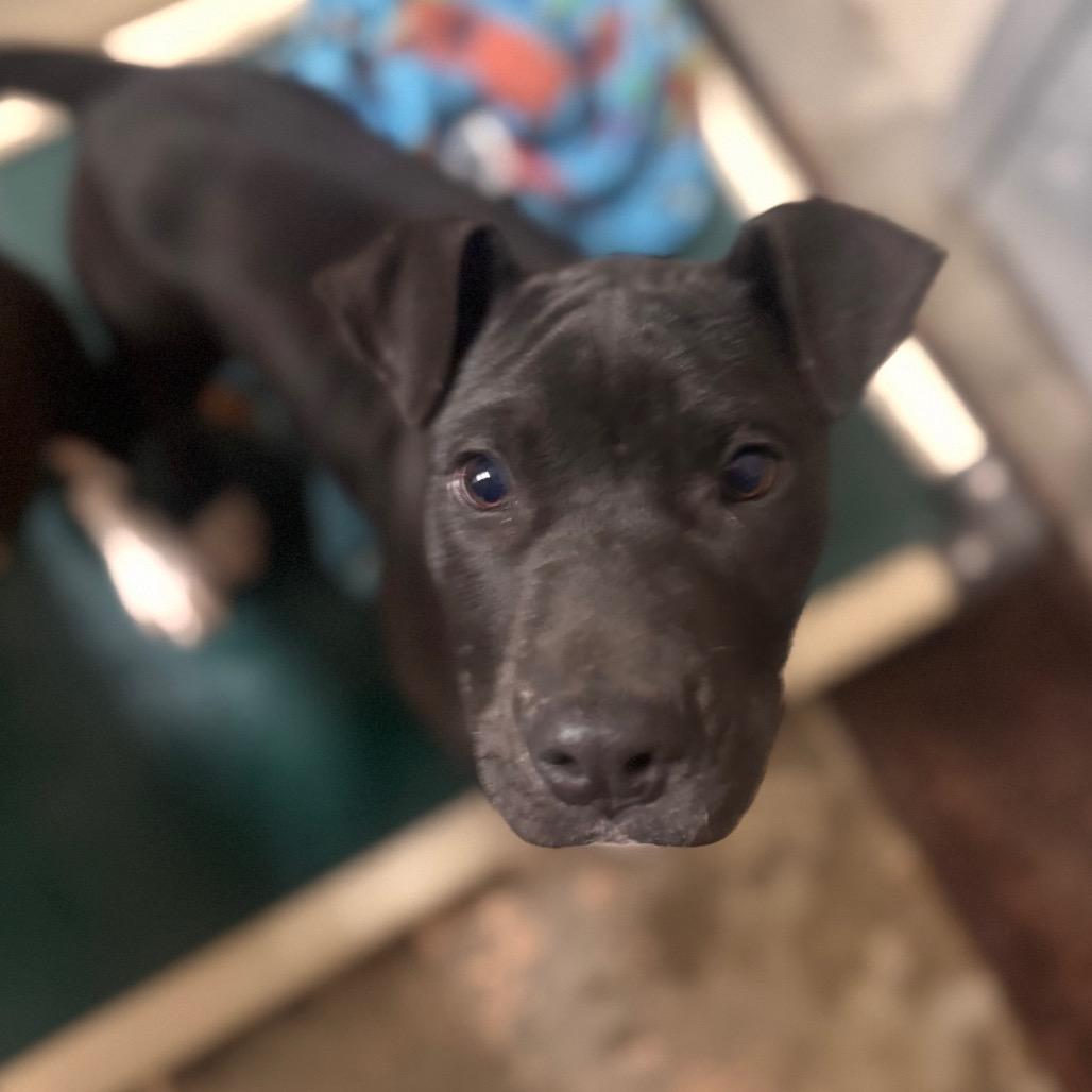 Enlarge Bailiff, a Adoptable Pit Bull Terrier in Starkville, MS image 1/1
