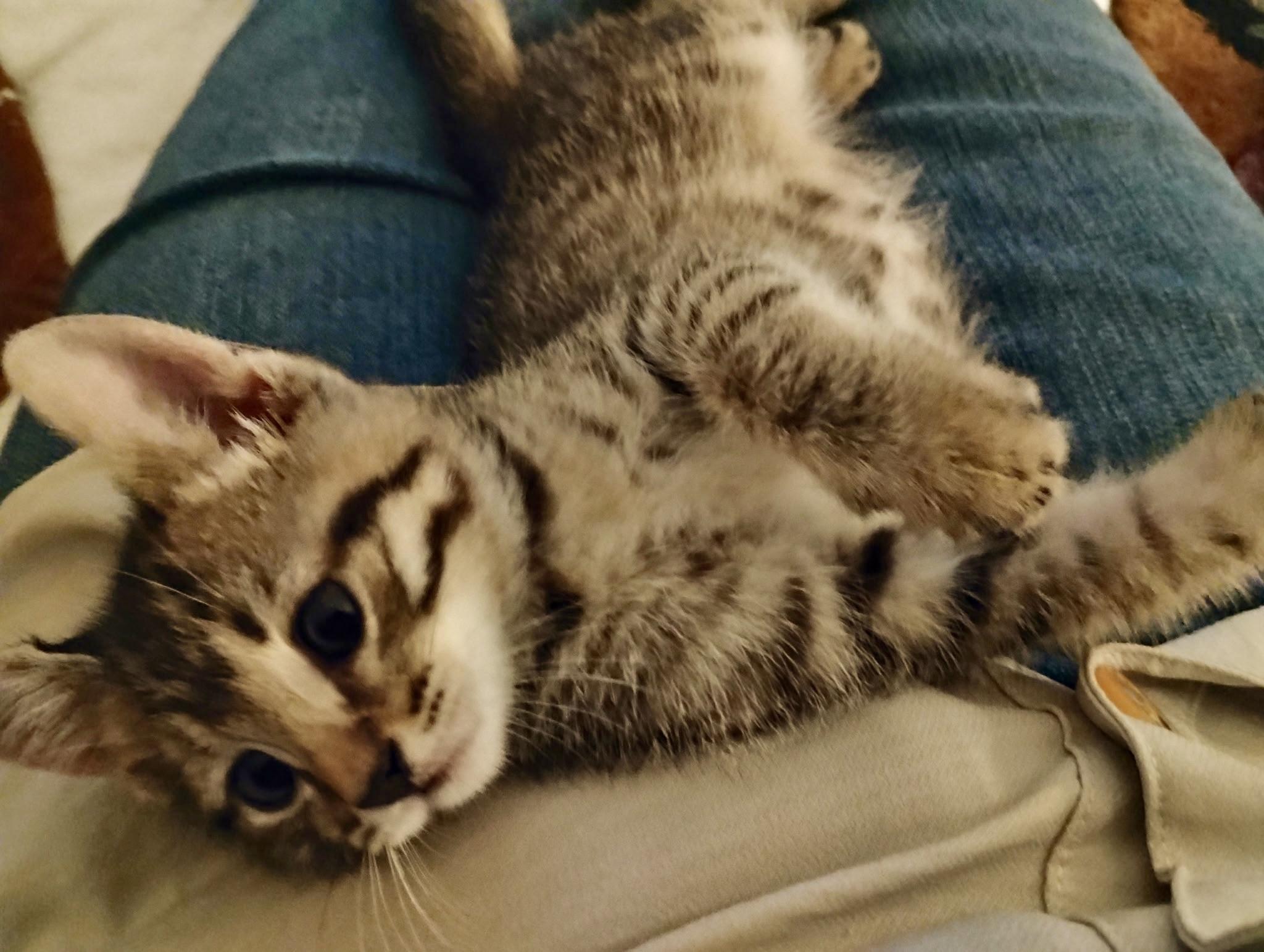 Enlarge Bit O Honey, a Adopted mixed breed in St Petersburg, FL image 1/3