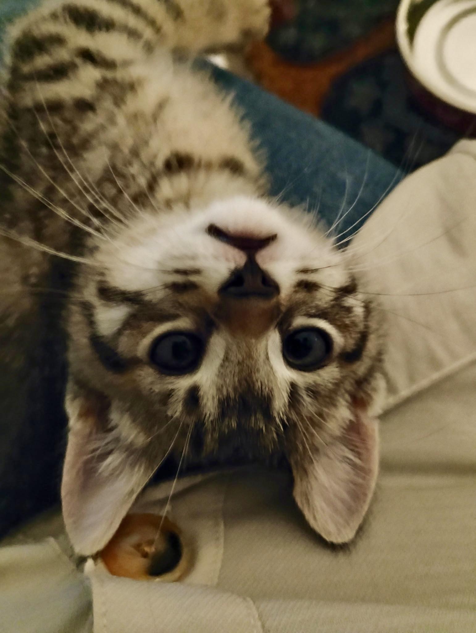 Enlarge Bit O Honey, a Adopted mixed breed in St Petersburg, FL image 2/3