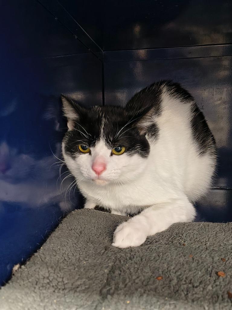 Beetlejuice, Adoptable, Young Male Domestic Short Hair.