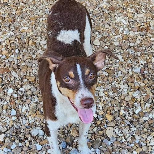 Scout, a Adoptable Terrier in Gulfport, MS image 1/4