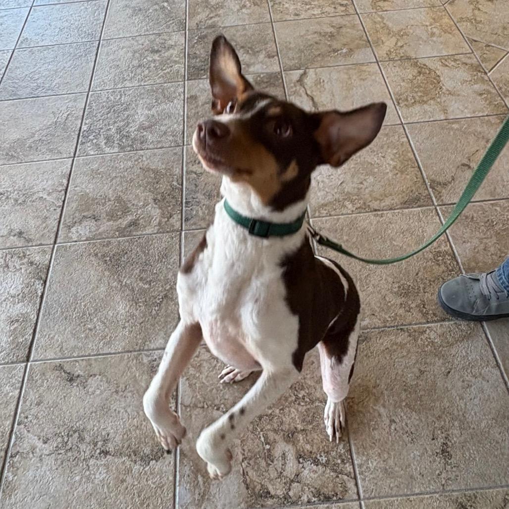 Enlarge Scout, a Adoptable Terrier in Gulfport, MS image 2/6