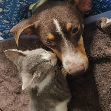 Scout, a Adoptable Terrier in Gulfport, MS image 2/4