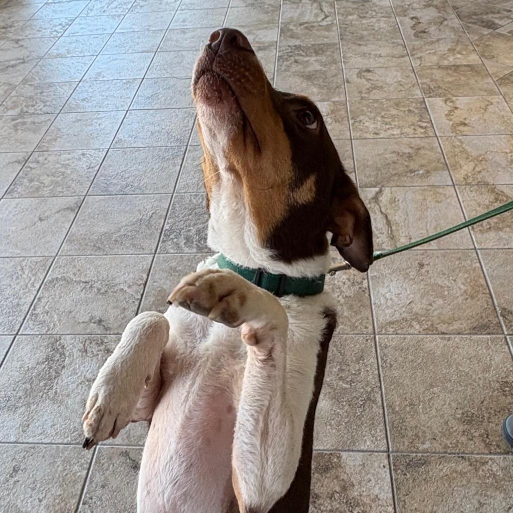 Enlarge Scout, a Adoptable Terrier in Gulfport, MS image 4/6