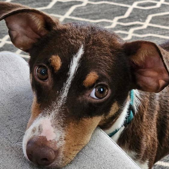 Scout, a Adoptable Terrier in Gulfport, MS image 3/4