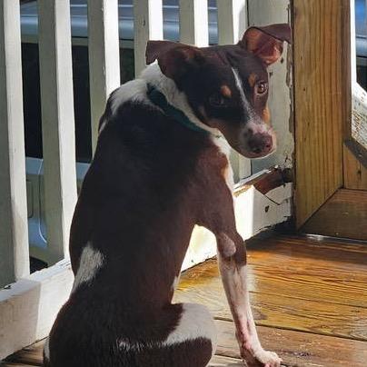 Scout, a Adoptable Terrier in Gulfport, MS image 4/4