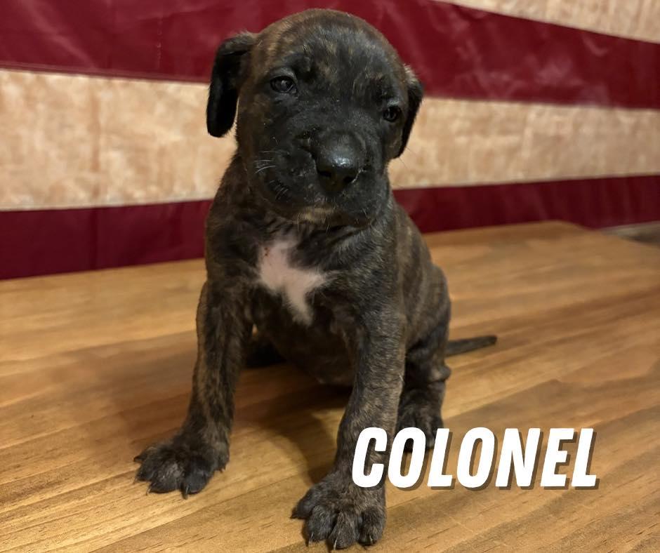Colonel Girl, ADOPTABLE, Puppy Female Mixed Breed.