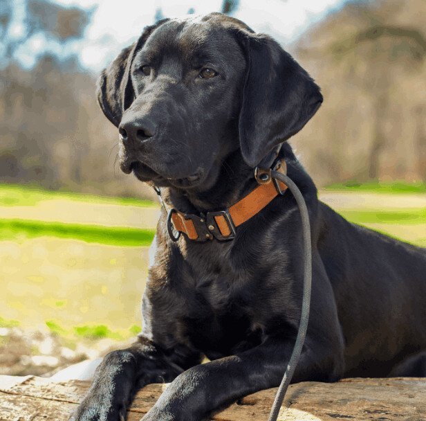 Hank, a Adopted mixed breed in San Francisco, CA image 1/4