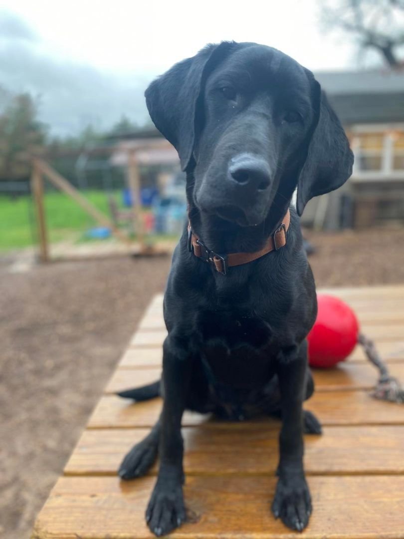 Hank, a Adopted mixed breed in San Francisco, CA image 4/4