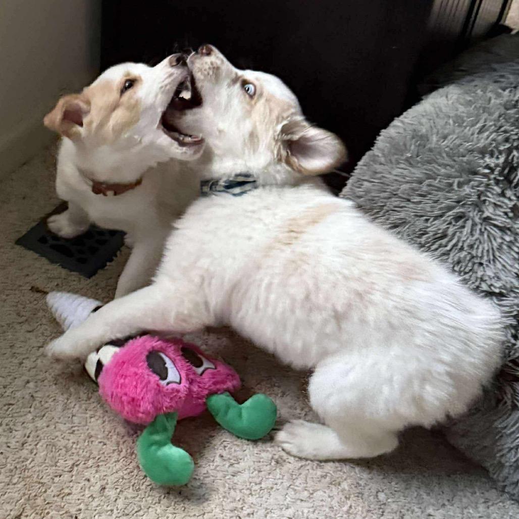 Wesley, Adoptable, Puppy Male Border Collie.