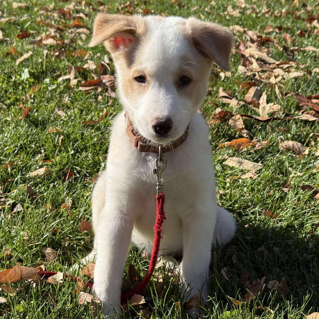 Enlarge Wesley, a Adoptable Border Collie in Nampa, ID image 2/6