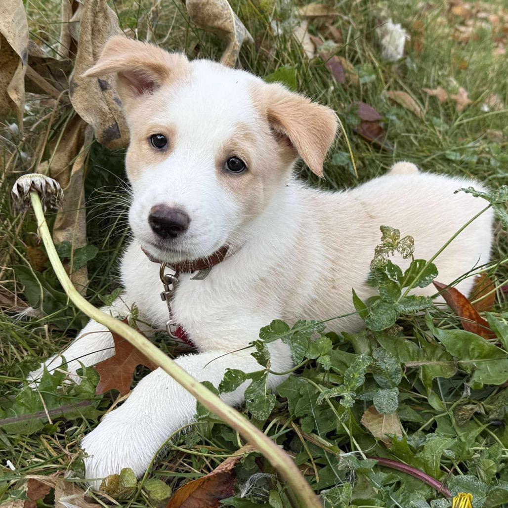 Enlarge Wesley, a Adoptable Border Collie in Nampa, ID image 3/6