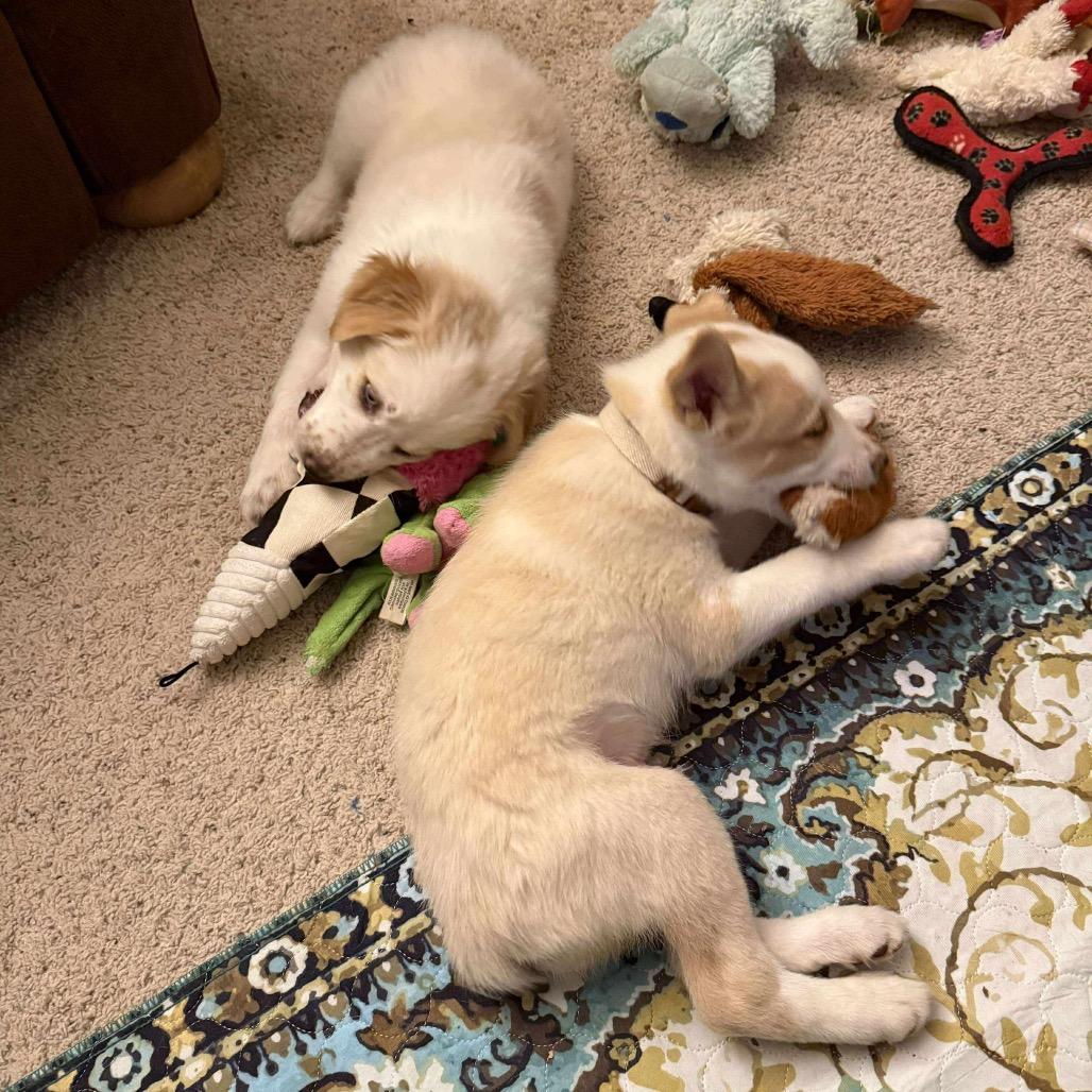 Enlarge Wesley, a Adoptable Border Collie in Nampa, ID image 4/6