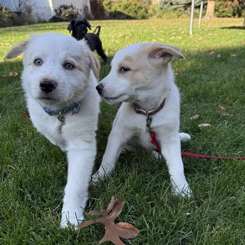 Enlarge Wesley, a Adoptable Border Collie in Nampa, ID image 5/6