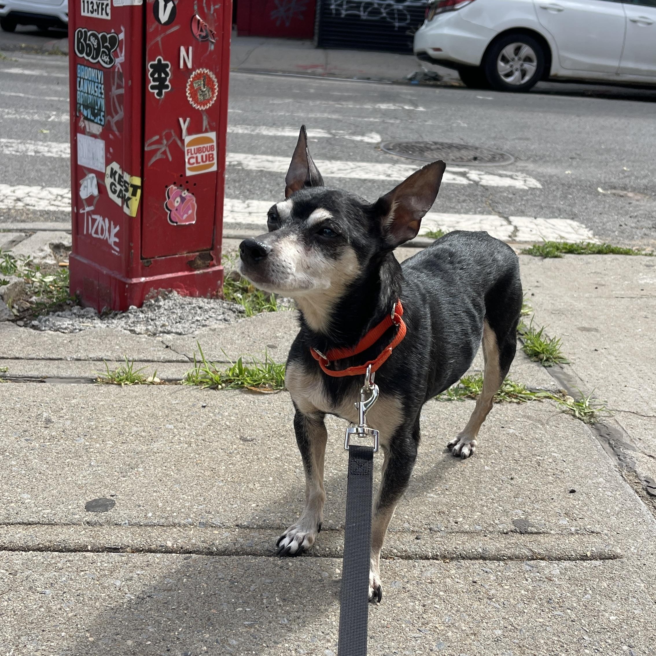 Nina, a ADOPTABLE Chihuahua in Brooklyn, NY image 3/4