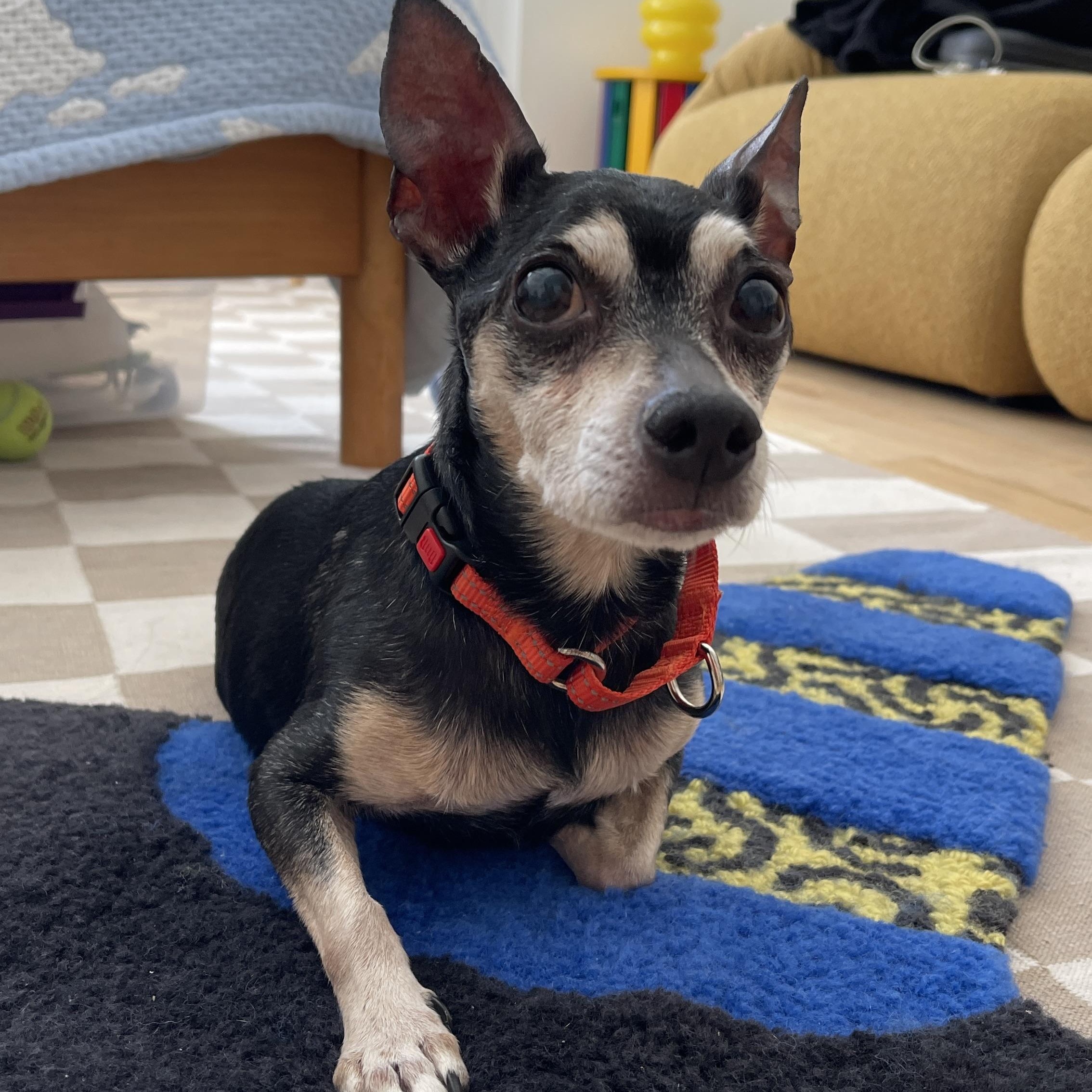 Nina, ADOPTABLE, Adult Female Chihuahua.