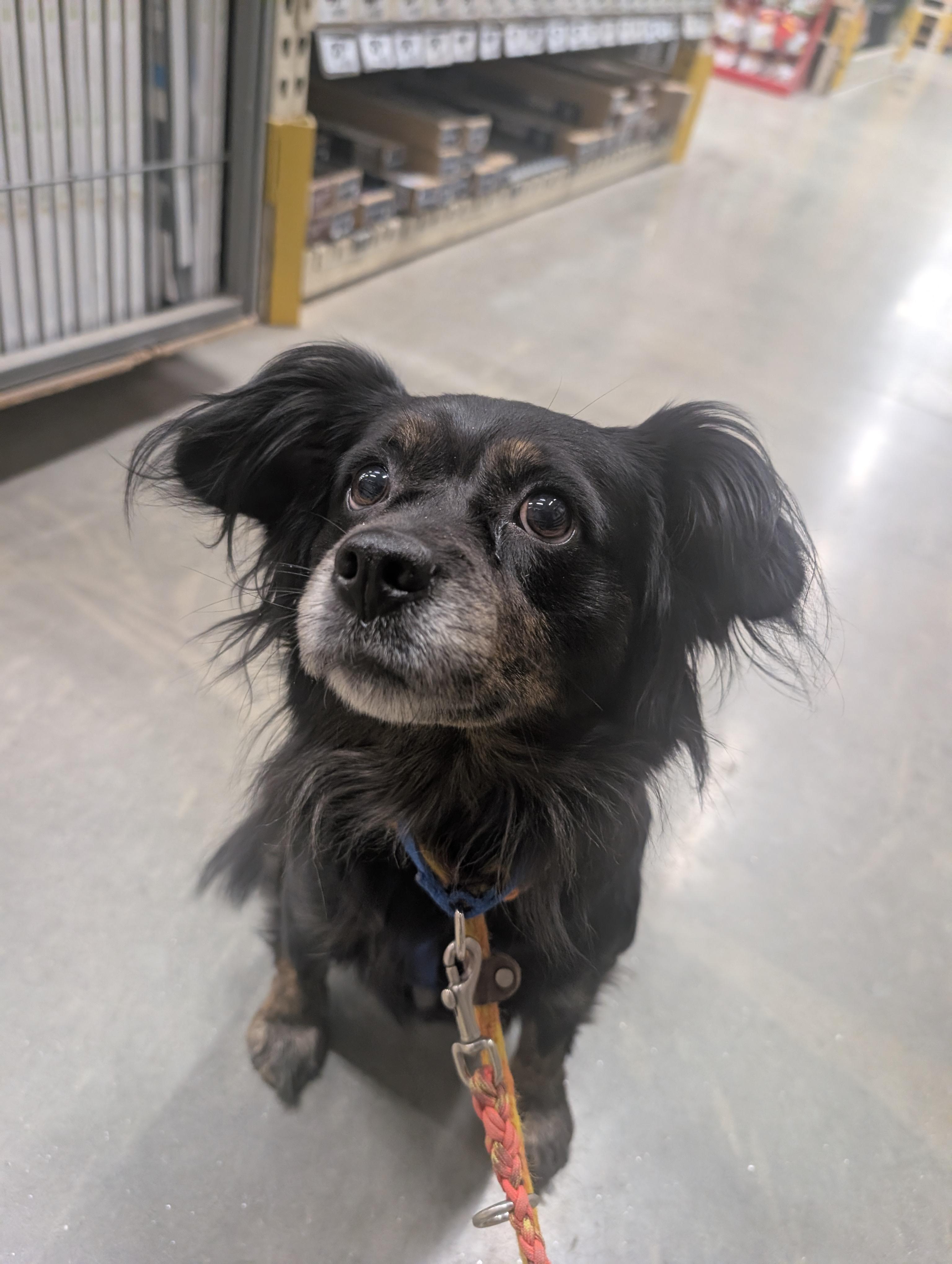 Enlarge Suzy, a Adoptable mixed breed in Mansfield Center, CT image 5/6
