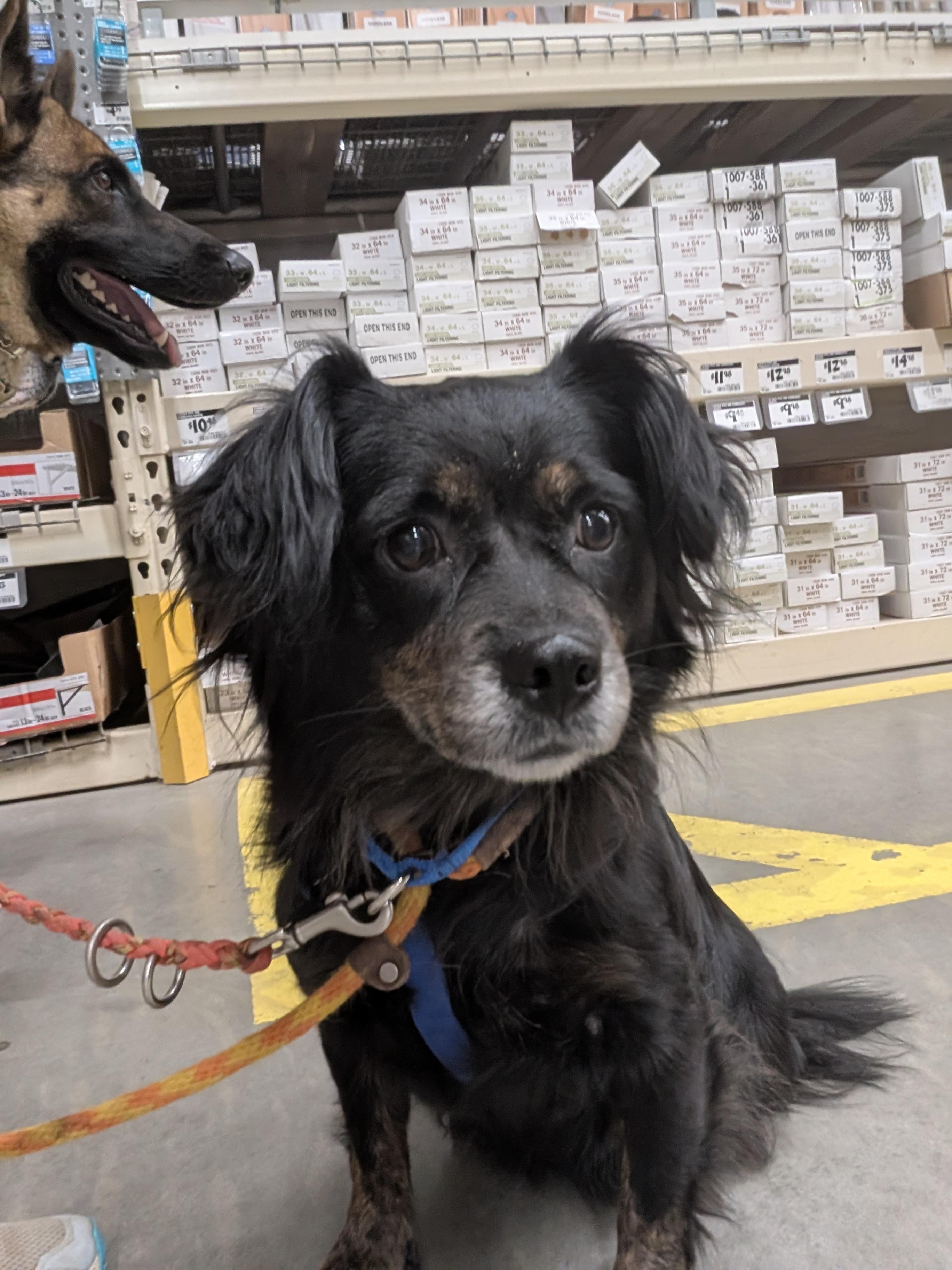 Enlarge Suzy, a Adoptable mixed breed in Mansfield Center, CT image 4/6