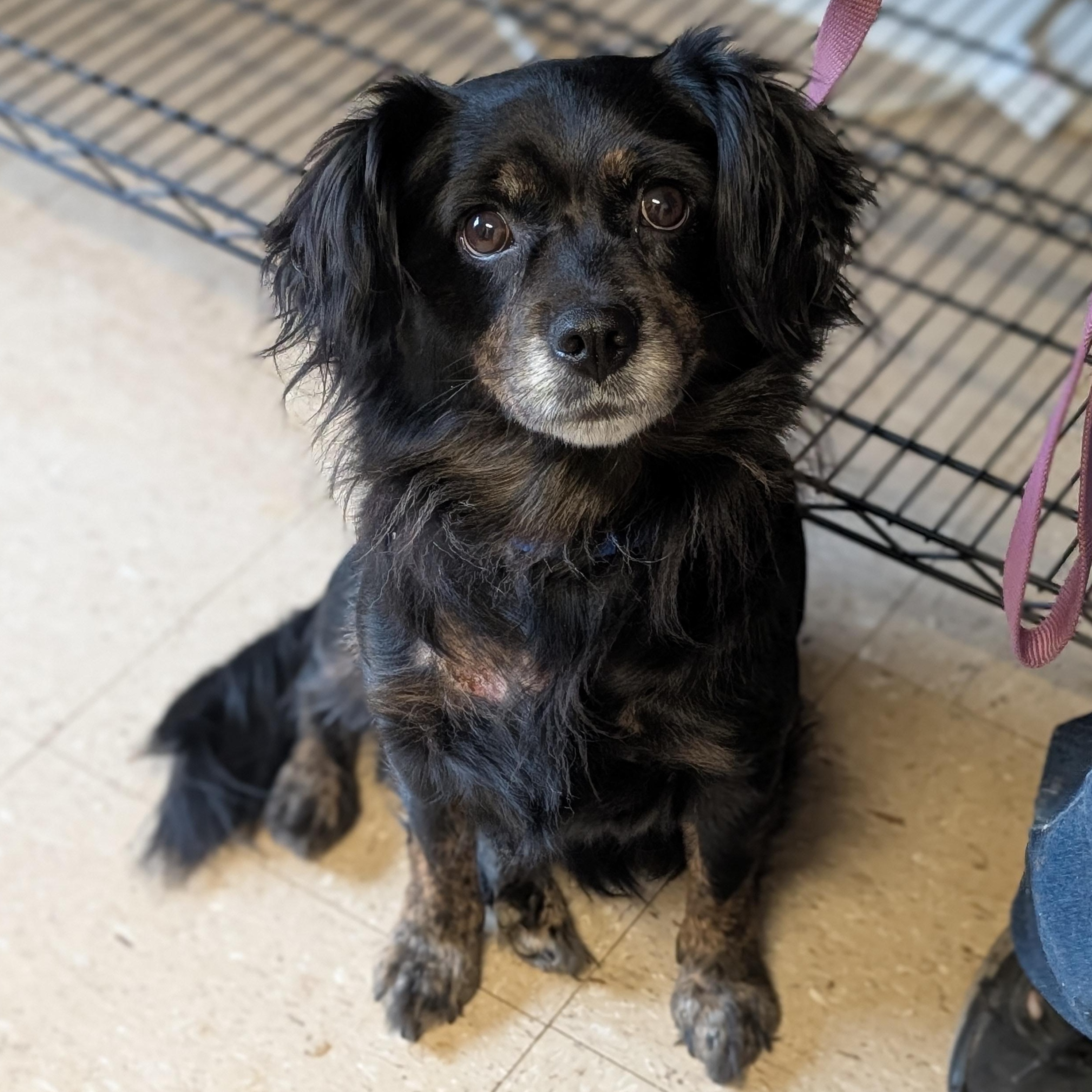 Suzy, Adoptable, Adult Female Dachshund & Shih Tzu.