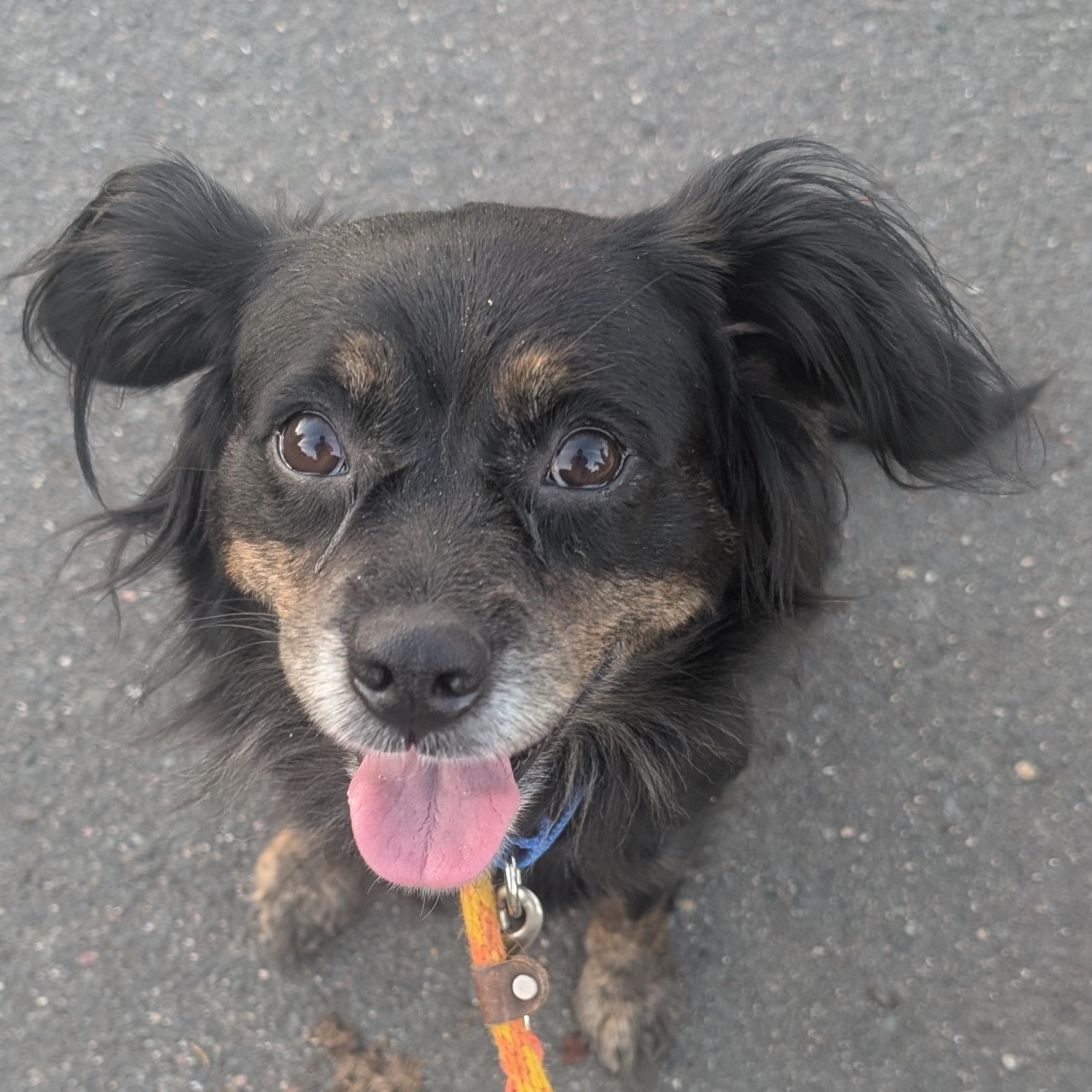 Enlarge Suzy, a Adoptable mixed breed in Mansfield Center, CT image 2/6