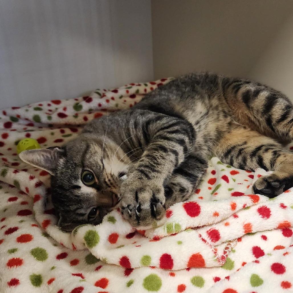 Enlarge Zephyr, a Adoptable Domestic Short Hair in Cody, WY image 1/2