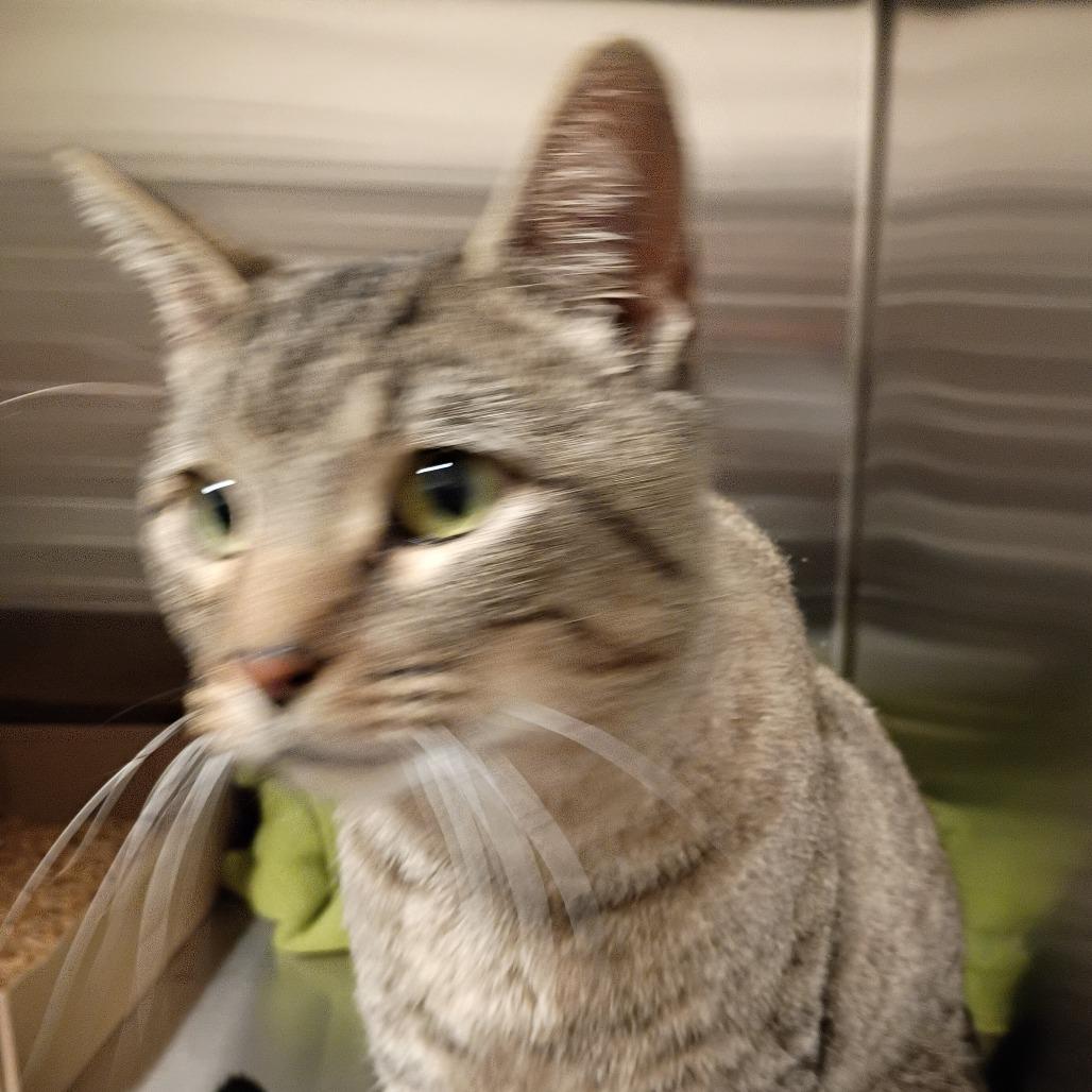 Enlarge Zephyr, a Adoptable Domestic Short Hair in Cody, WY image 2/2