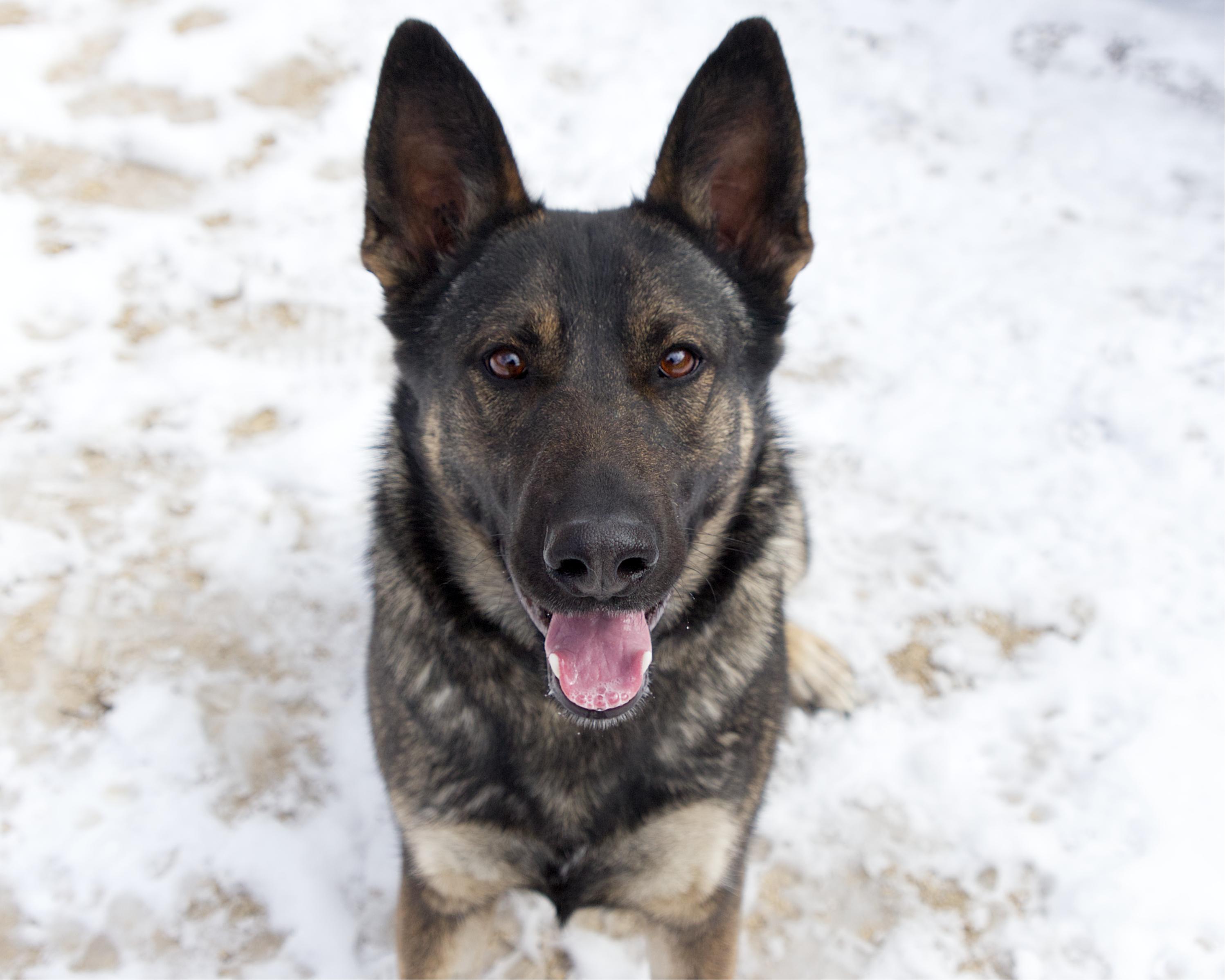 Enlarge Aubrey, an adoptable mixed breed in Winnipeg, MB image 1/3