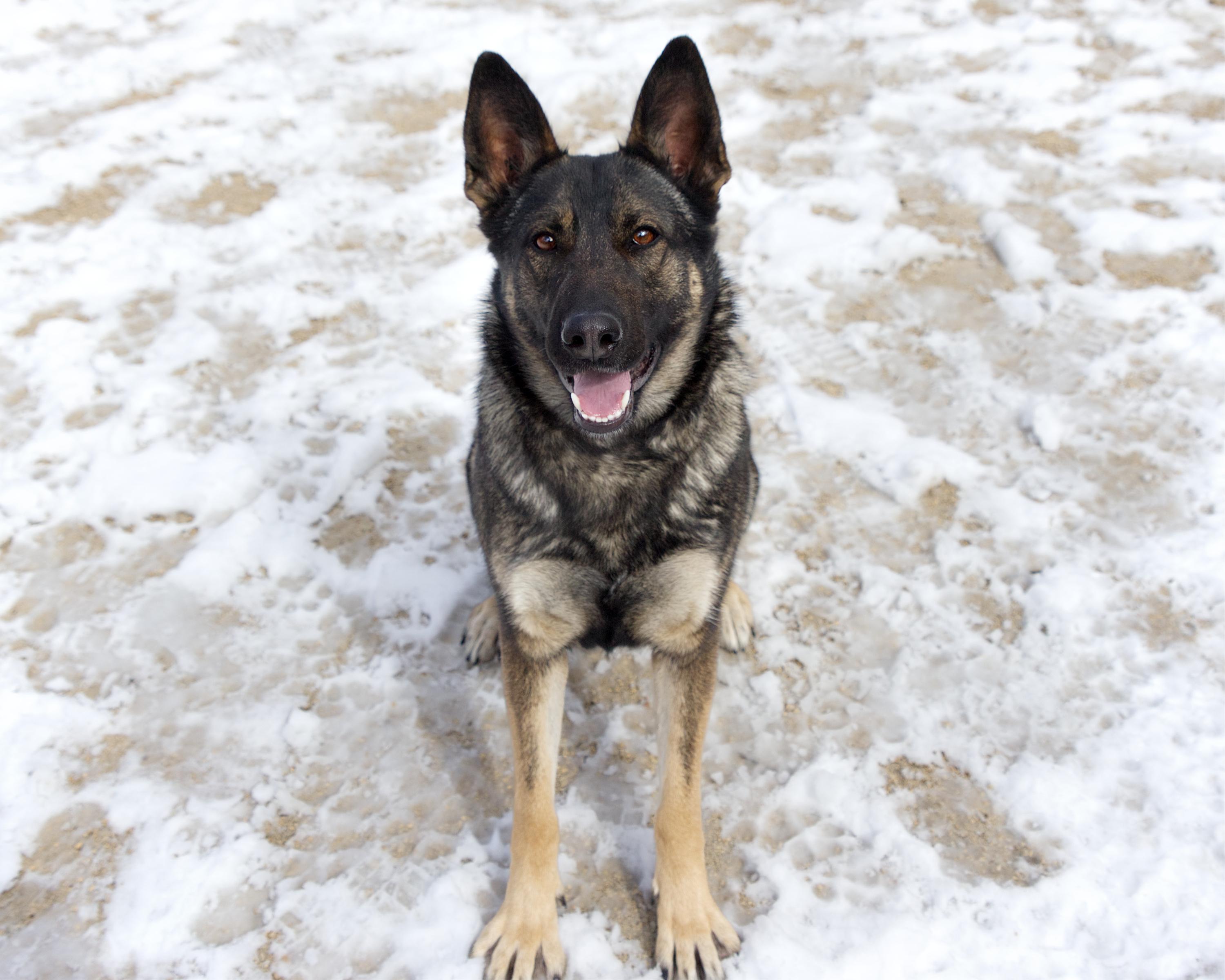 Enlarge Aubrey, an adoptable mixed breed in Winnipeg, MB image 3/3
