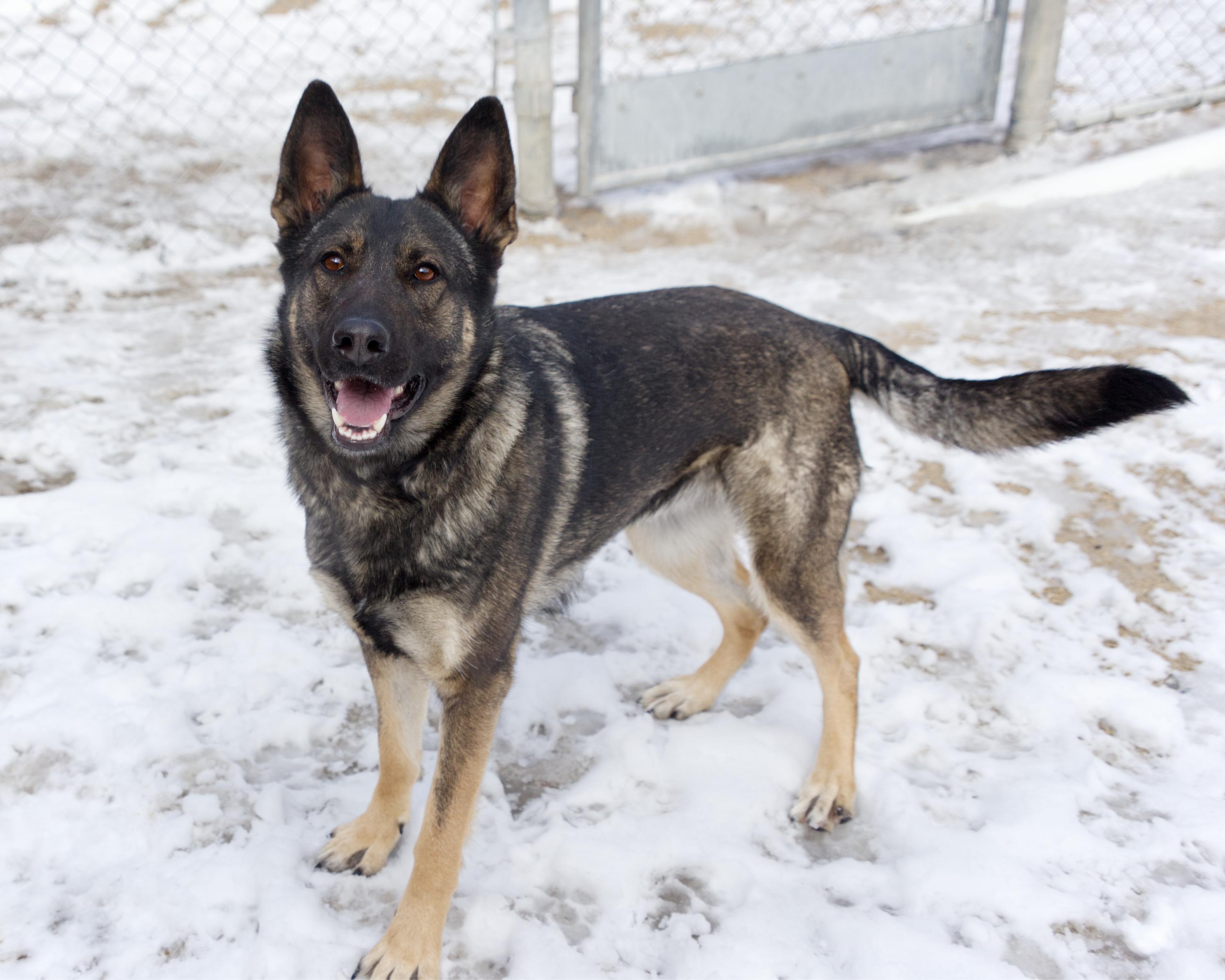 Enlarge Aubrey, an adoptable mixed breed in Winnipeg, MB image 2/3