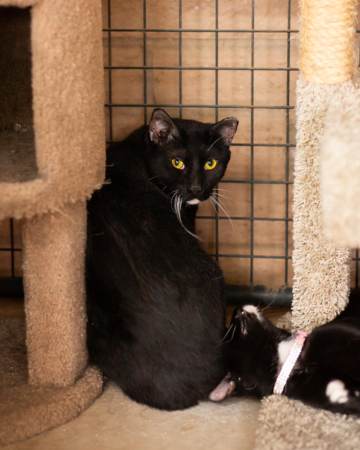 Enlarge Cumin, a Adoptable Domestic Short Hair in Marana, AZ image 1/1