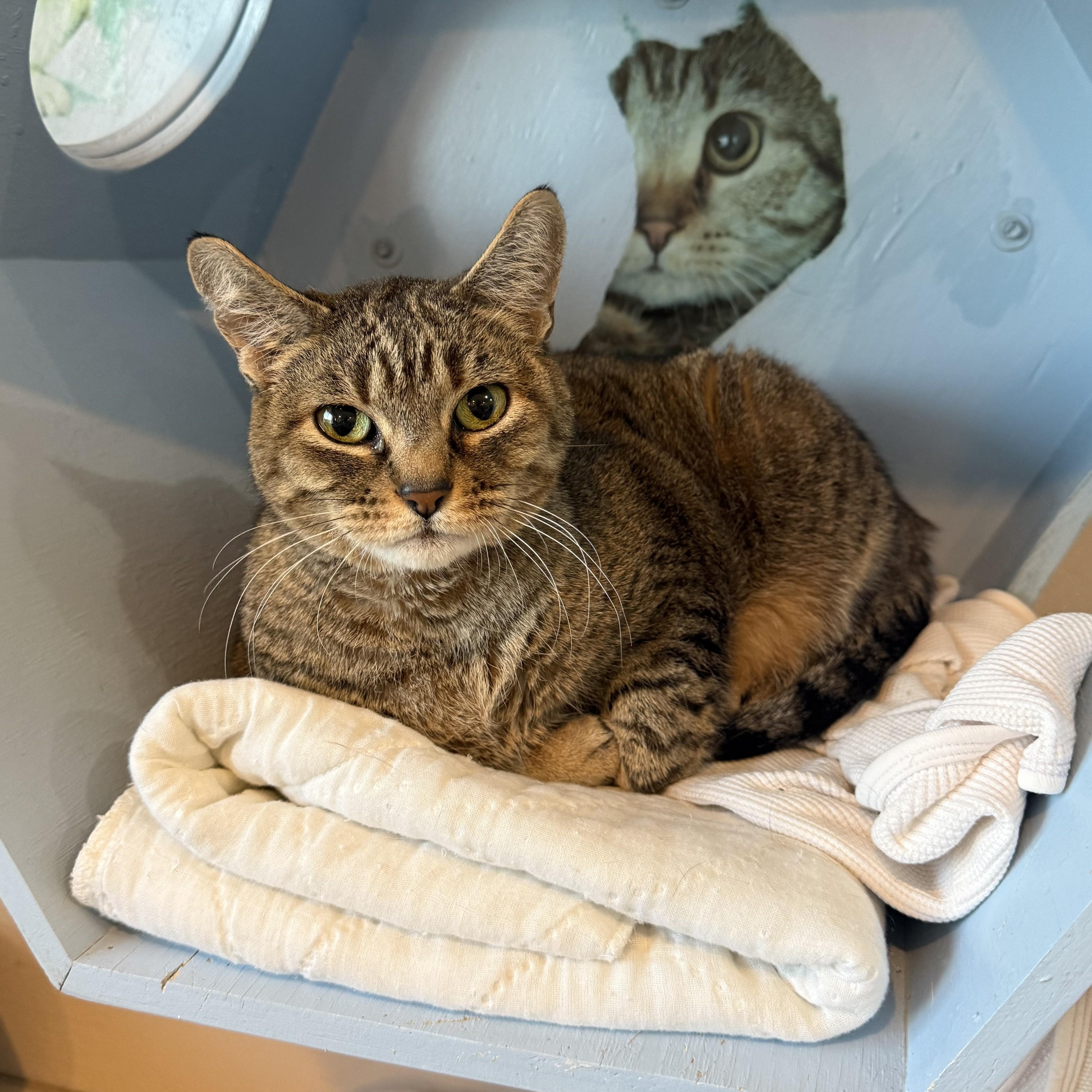 Enlarge TUTTI, a Adoptable Domestic Short Hair in La Crescent, MN image 1/4