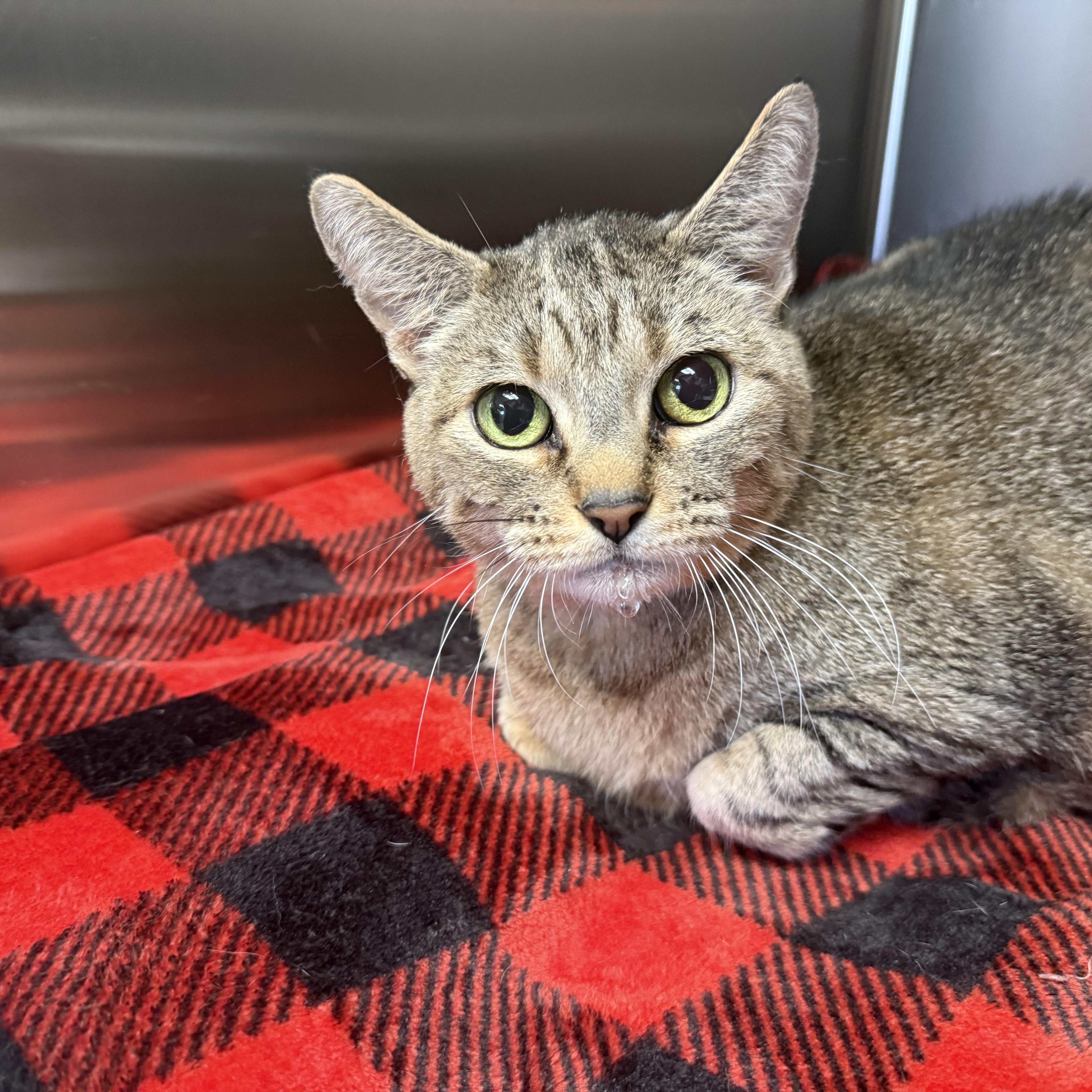 Enlarge TUTTI, a Adoptable Domestic Short Hair in La Crescent, MN image 4/4