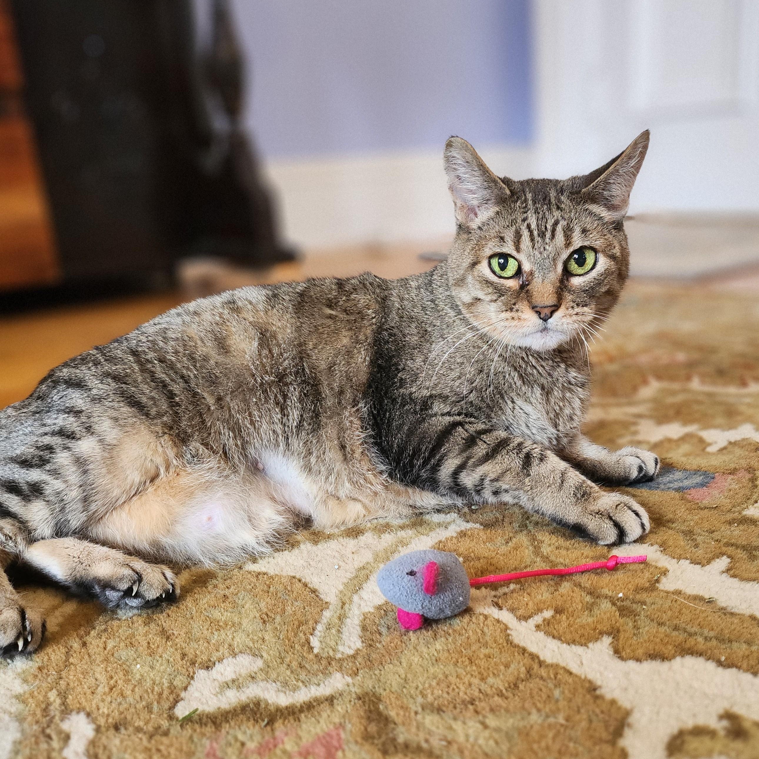 Enlarge TUTTI, a Adoptable Domestic Short Hair in La Crescent, MN image 1/6