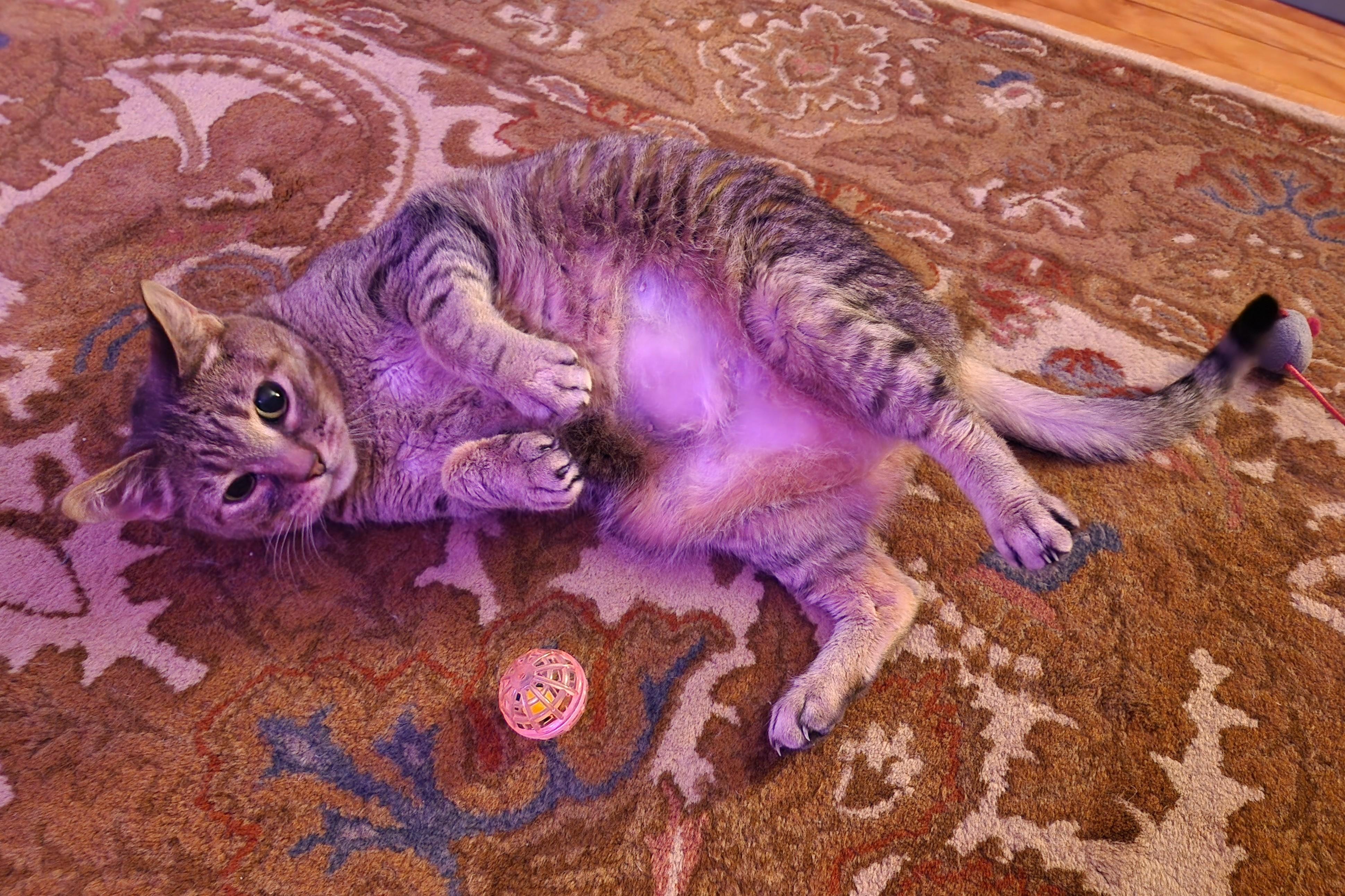 Enlarge TUTTI, a Adoptable Domestic Short Hair in La Crescent, MN image 4/6