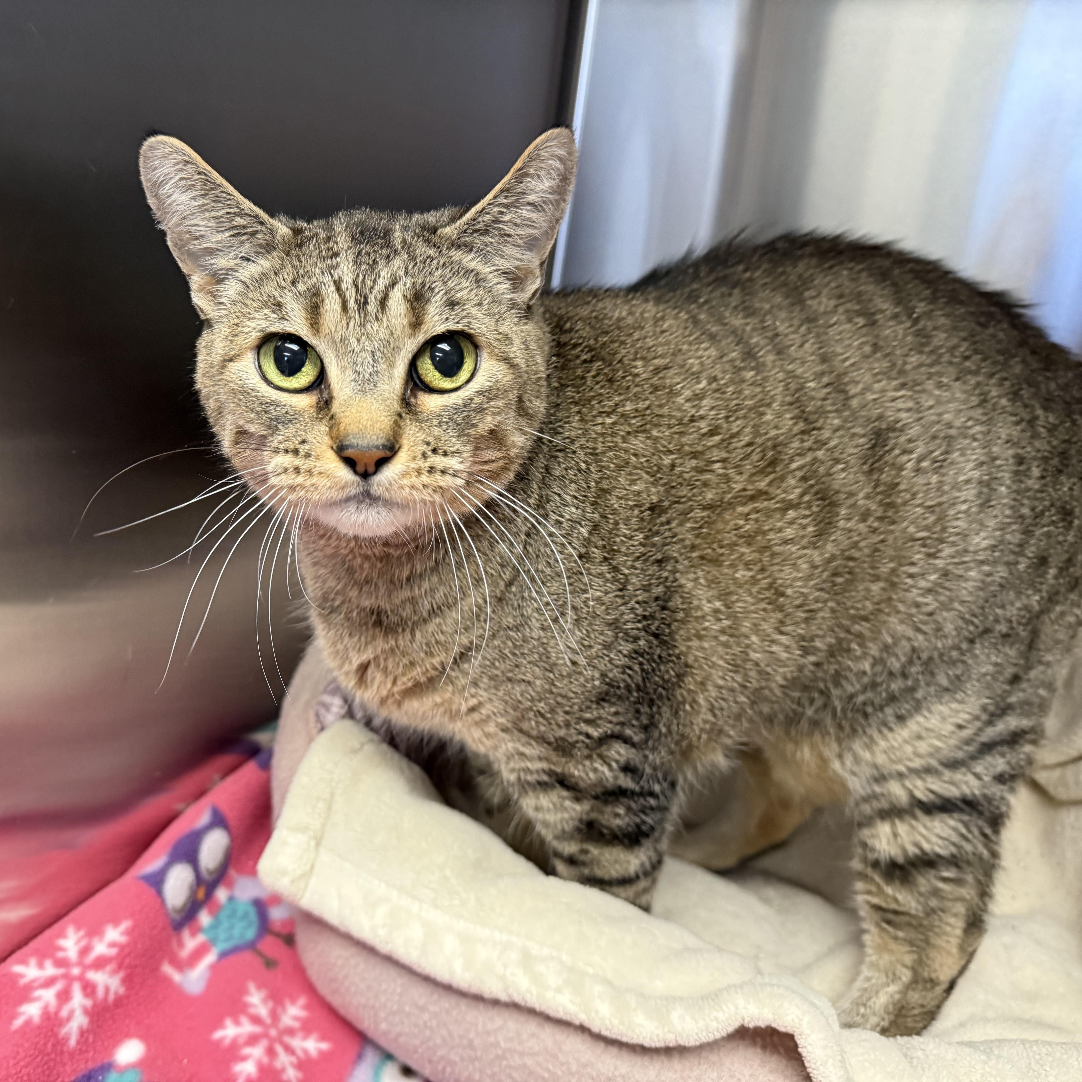 Enlarge TUTTI, a Adoptable Domestic Short Hair in La Crescent, MN image 2/4