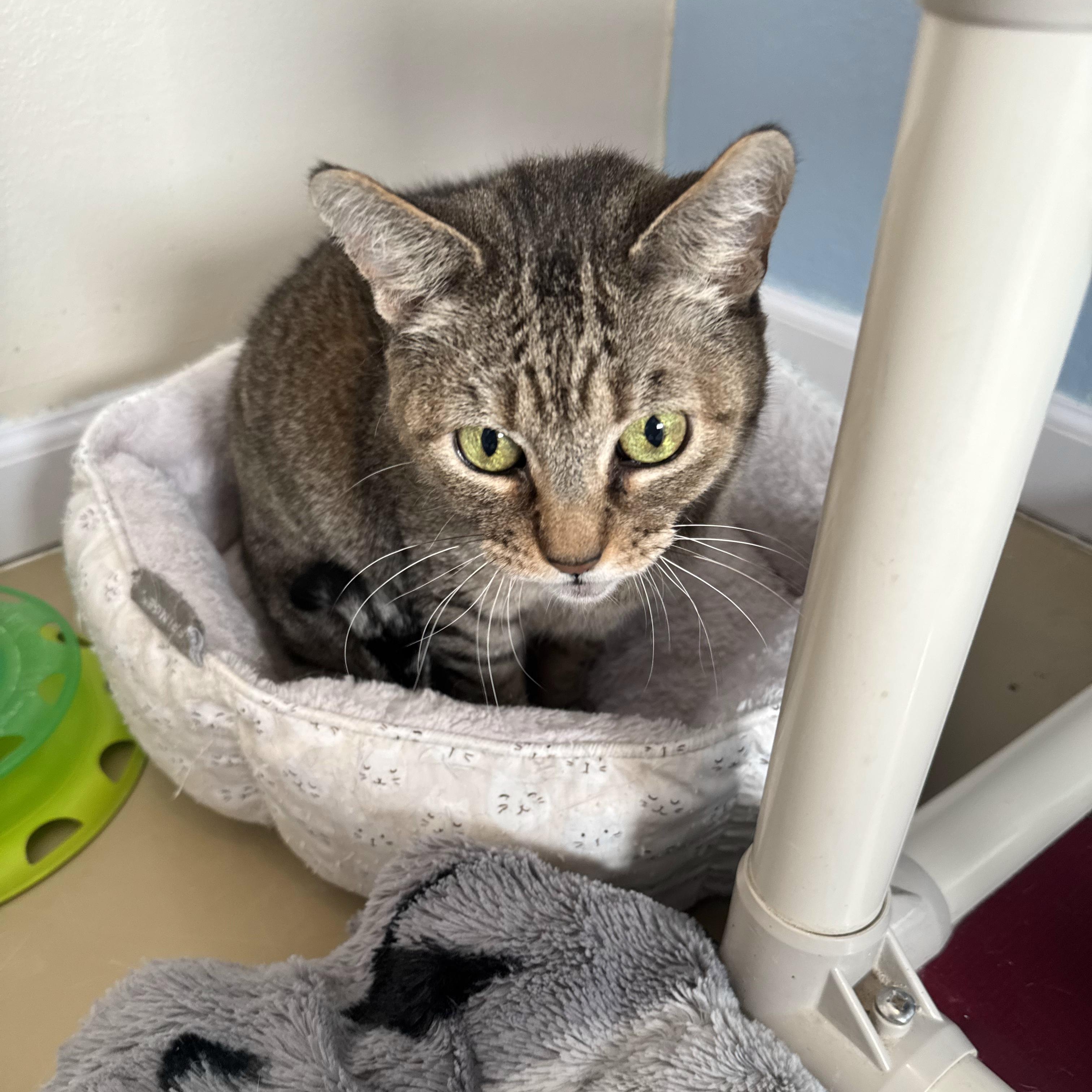 Enlarge TUTTI, a Adoptable Domestic Short Hair in La Crescent, MN image 5/6