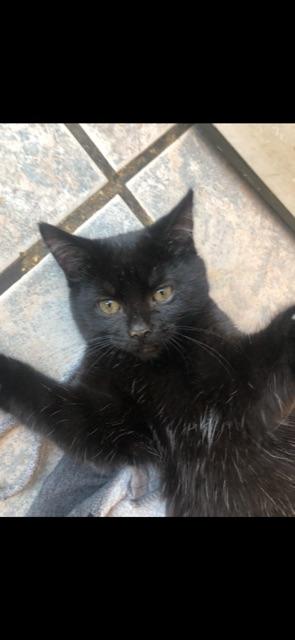 DAHLIA! (part of the "FLOWER" litter), adopted, Kitten Female Domestic Short Hair.