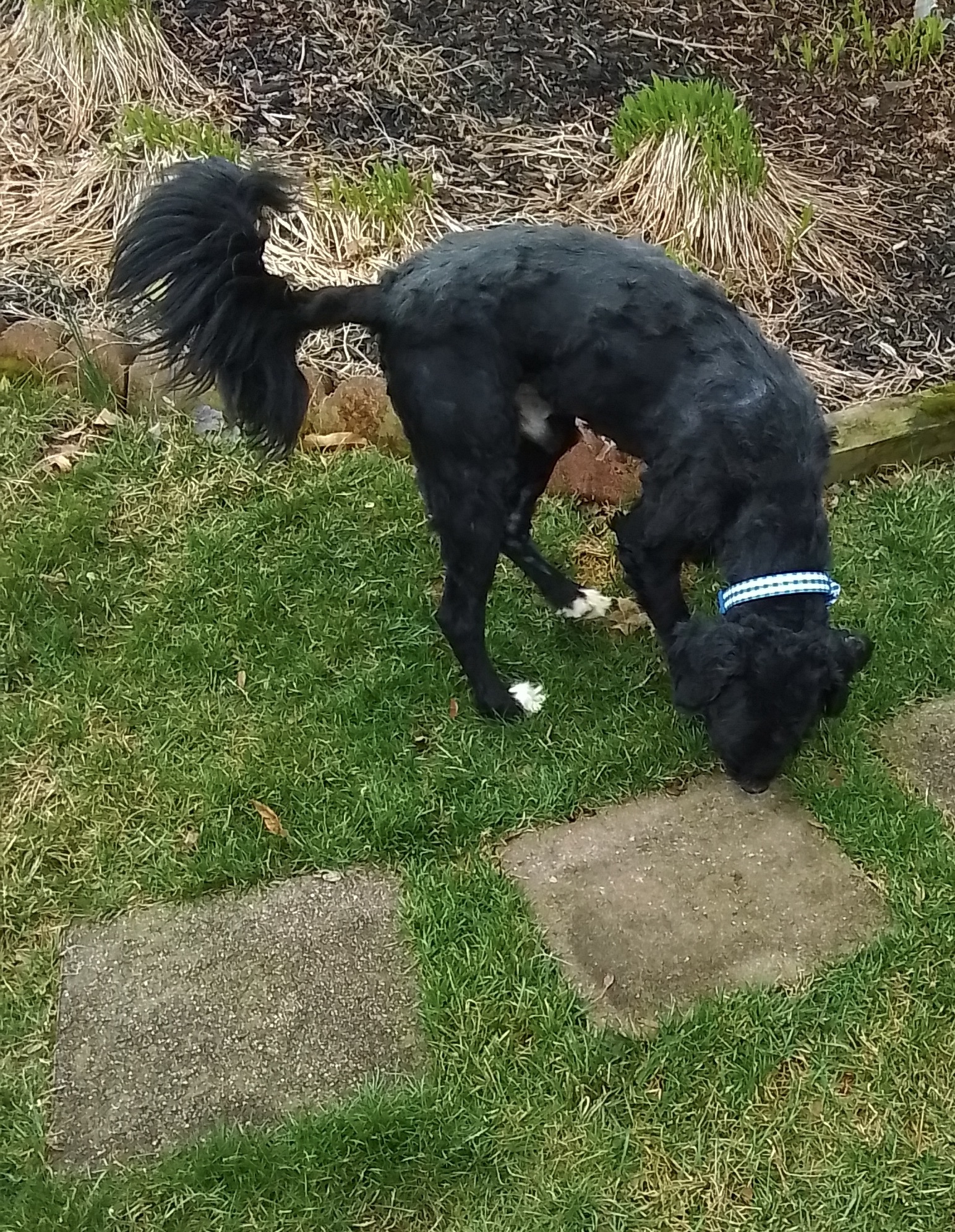 Beckett, Adopted, Young Male Portuguese Water Dog & Bernese Mountain Dog.