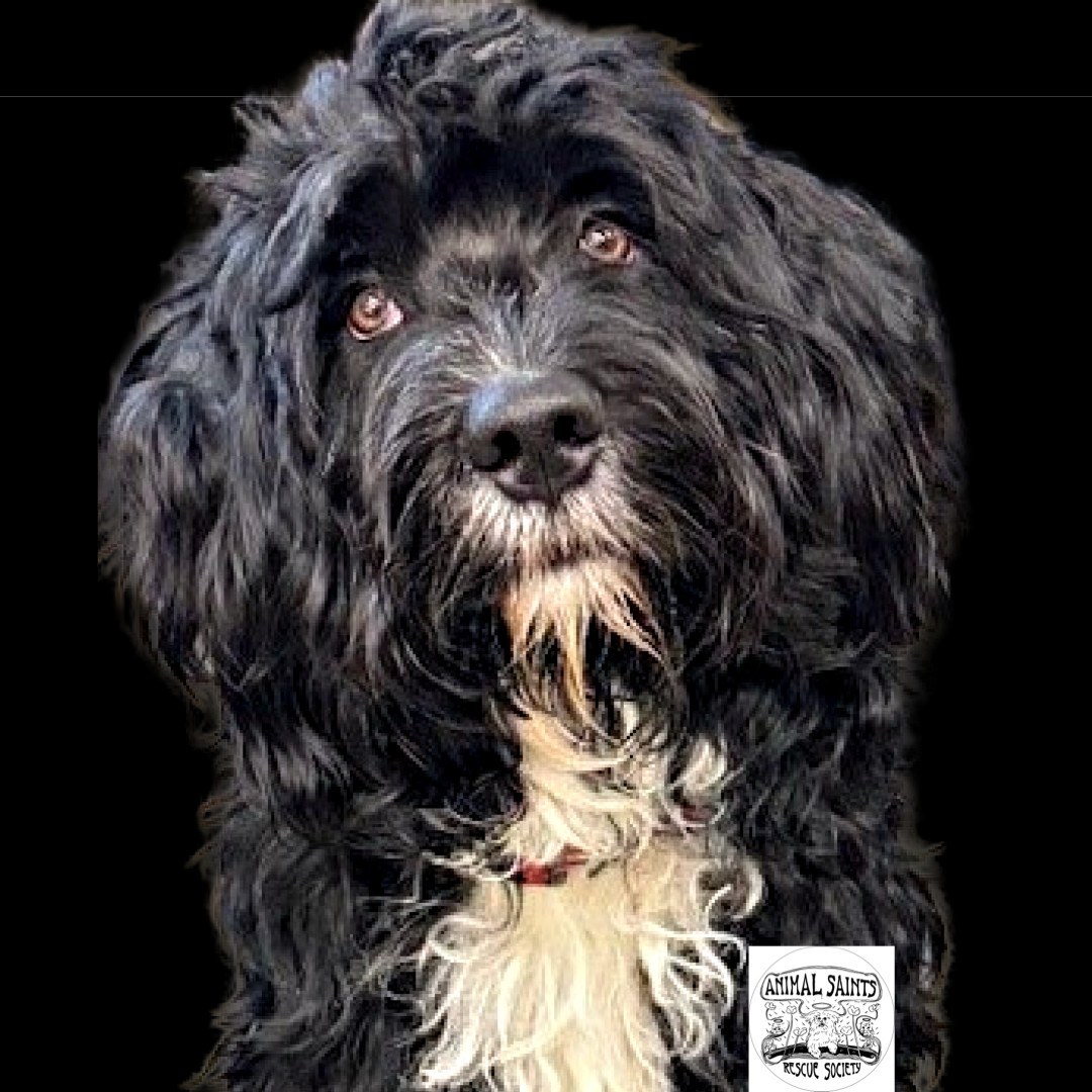 Enlarge Beckett, a Adopted mixed breed in Fort Montgomery, NY image 2/5