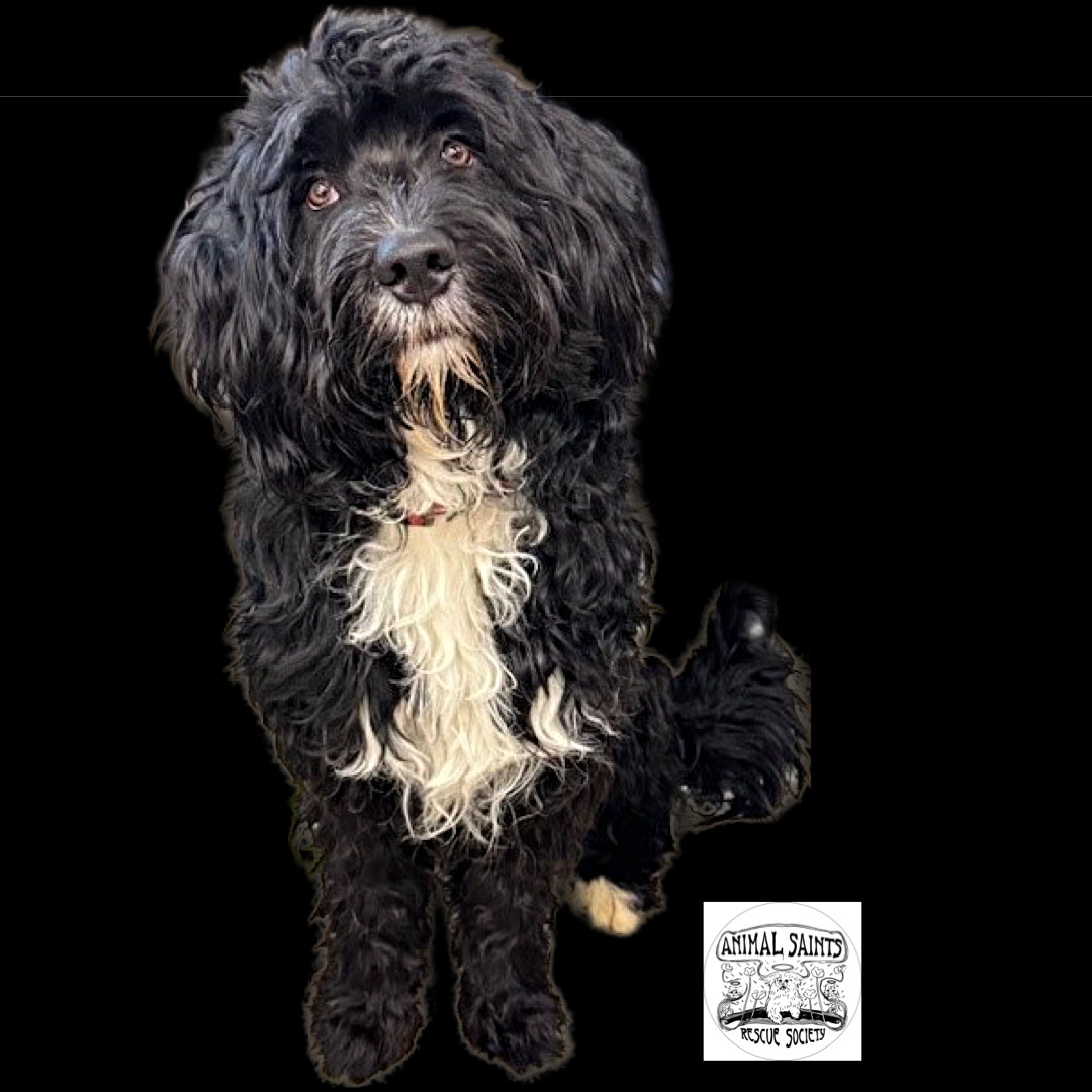 Enlarge Beckett, a Adopted mixed breed in Fort Montgomery, NY image 3/5