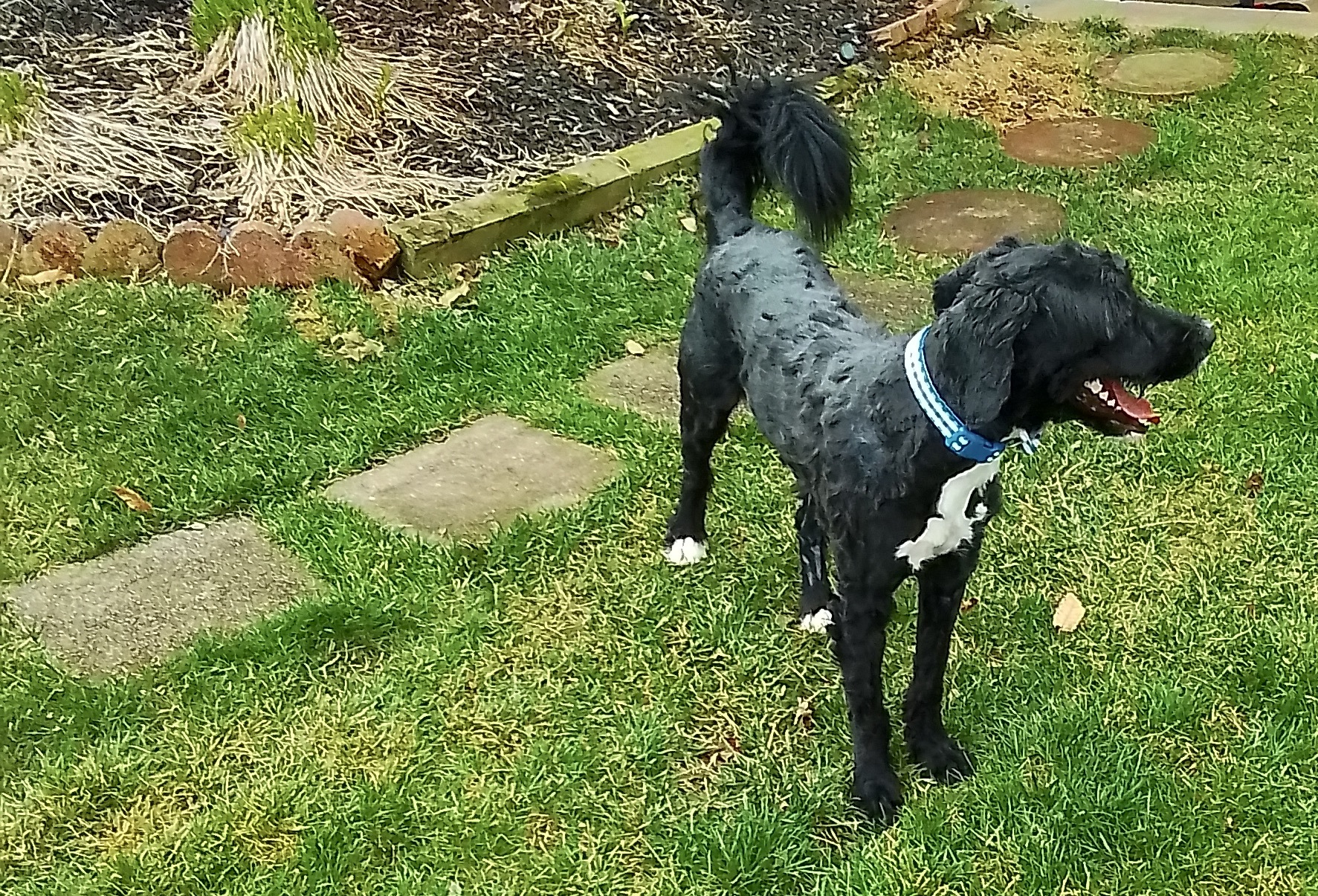 Enlarge Beckett, a Adopted mixed breed in Fort Montgomery, NY image 4/5