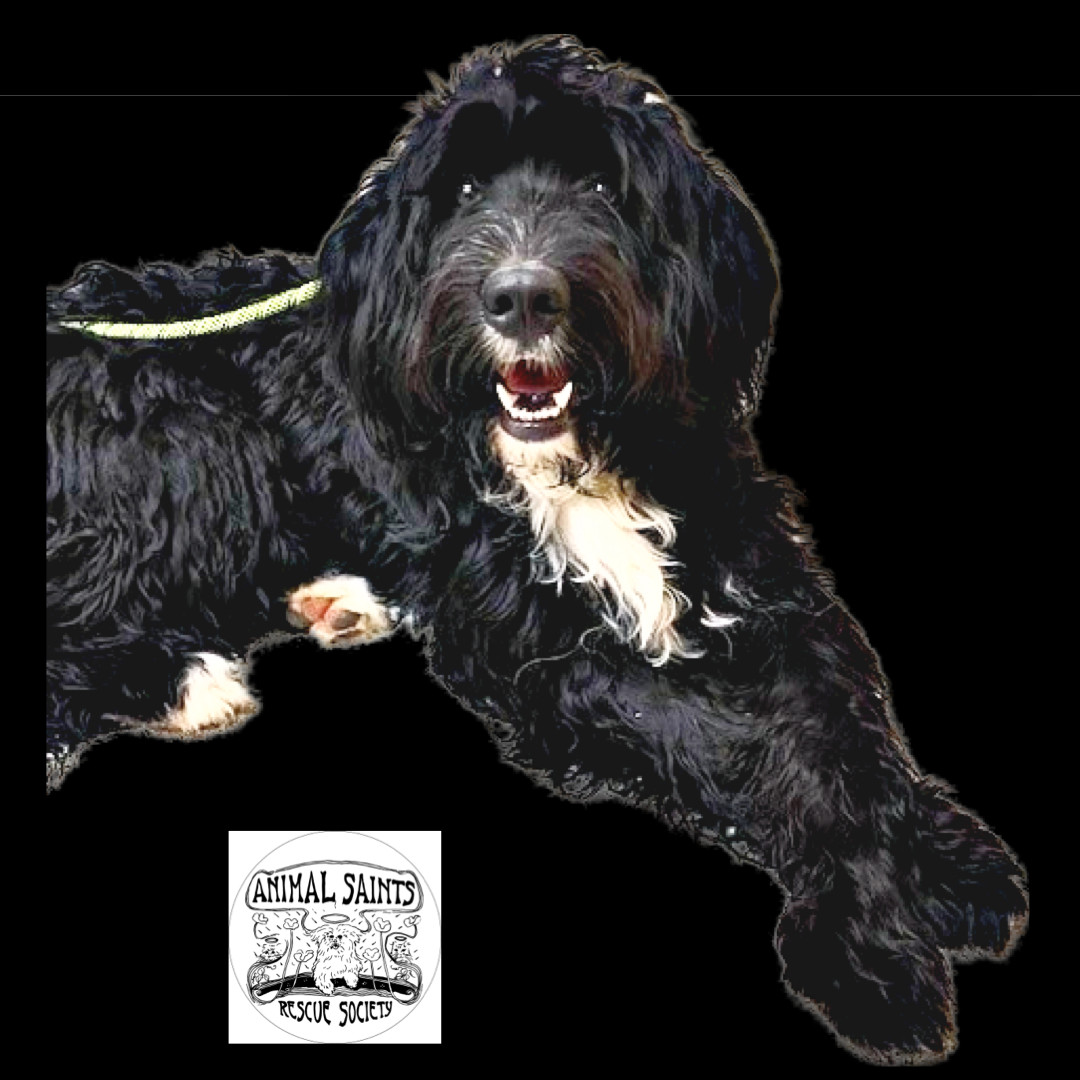 Enlarge Beckett, a Adopted mixed breed in Fort Montgomery, NY image 5/5