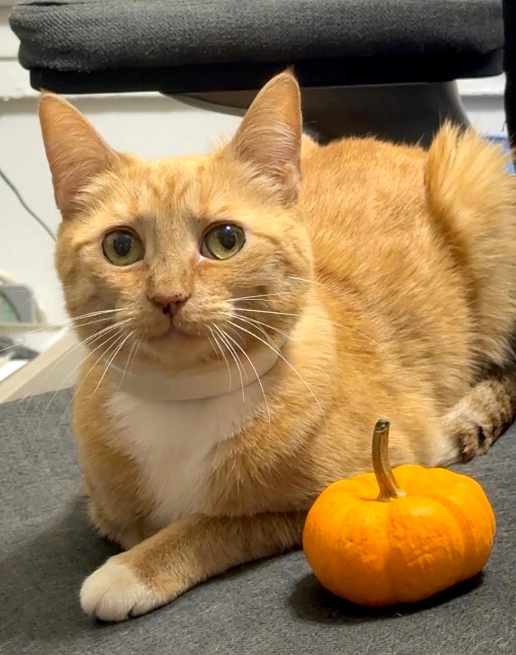 Enlarge Honey, an adopted American Shorthair in Brooklyn, NY image 1/3