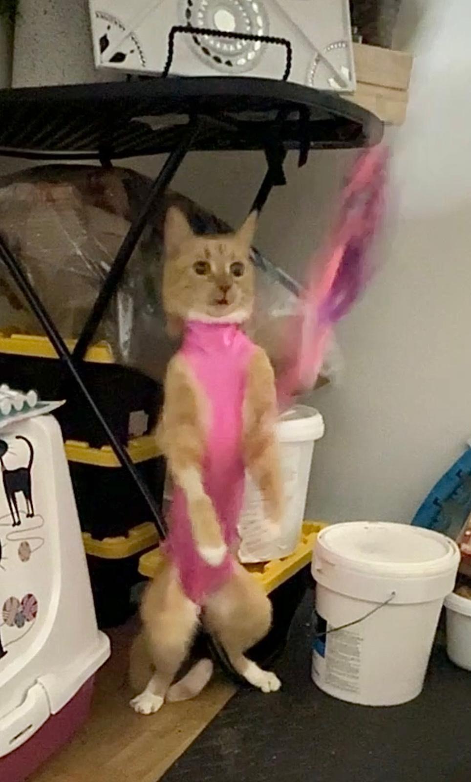 Enlarge Honey, an adopted American Shorthair in Brooklyn, NY image 2/3