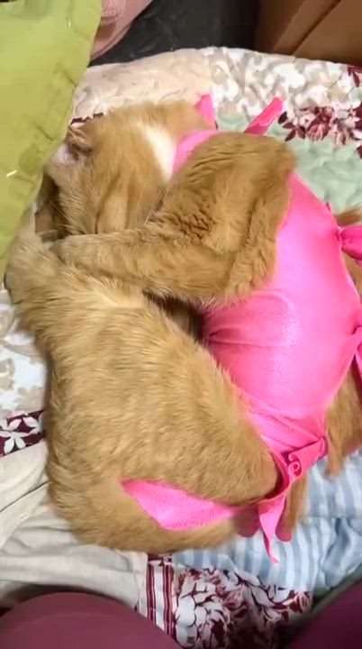 Enlarge Honey, an adopted American Shorthair in Brooklyn, NY video 3/3