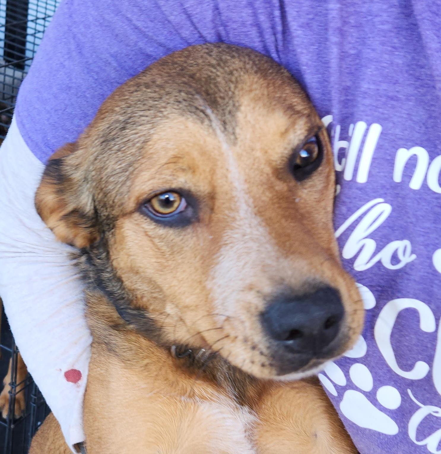 LittleLady, Adopted, Adult Female German Shepherd Dog & Golden Retriever.