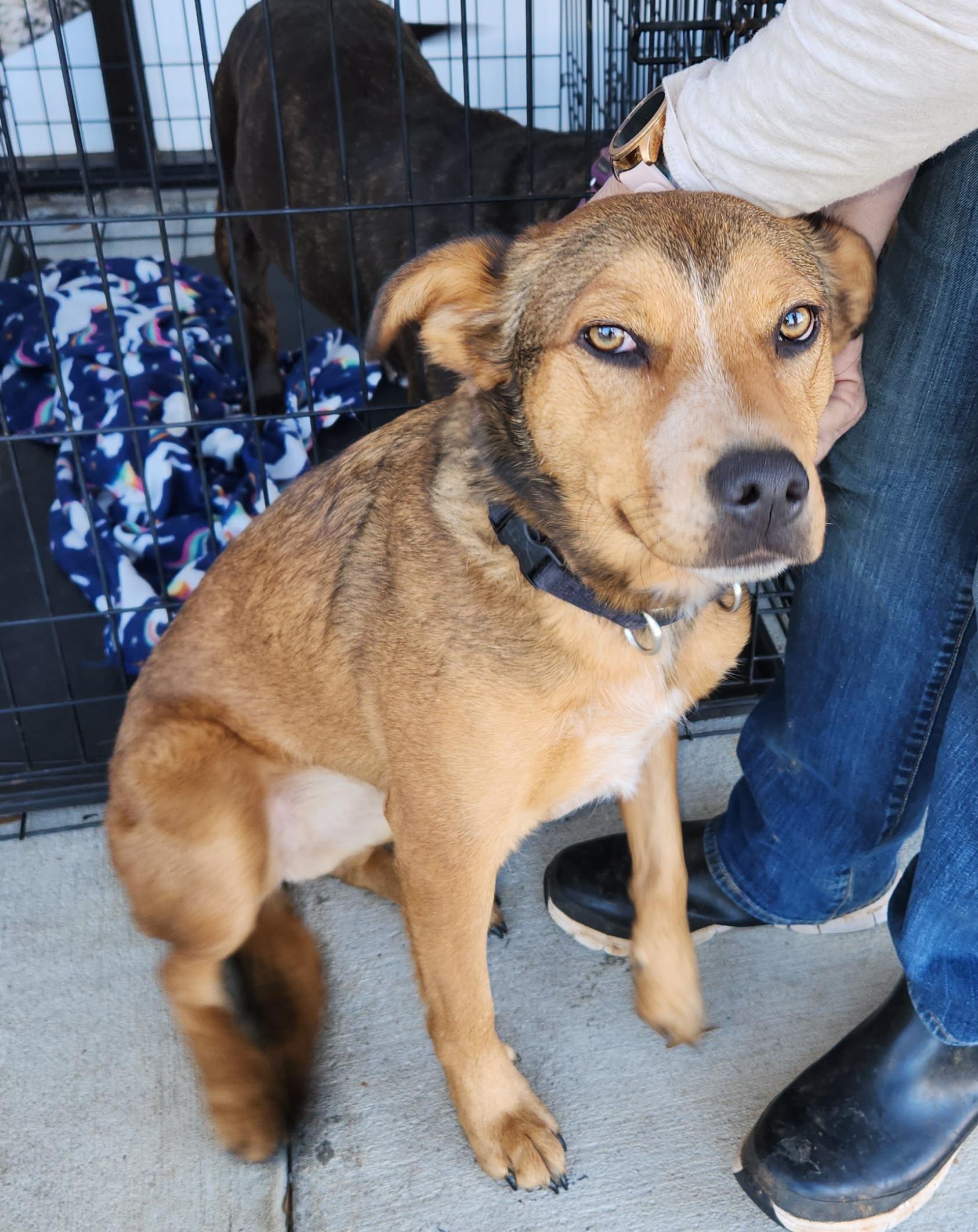 LittleLady, a Adopted mixed breed in Toney, AL image 2/4
