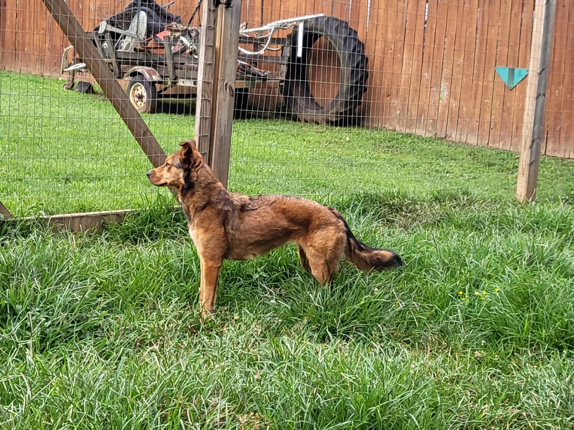 LittleLady, a Adopted mixed breed in Toney, AL image 3/4