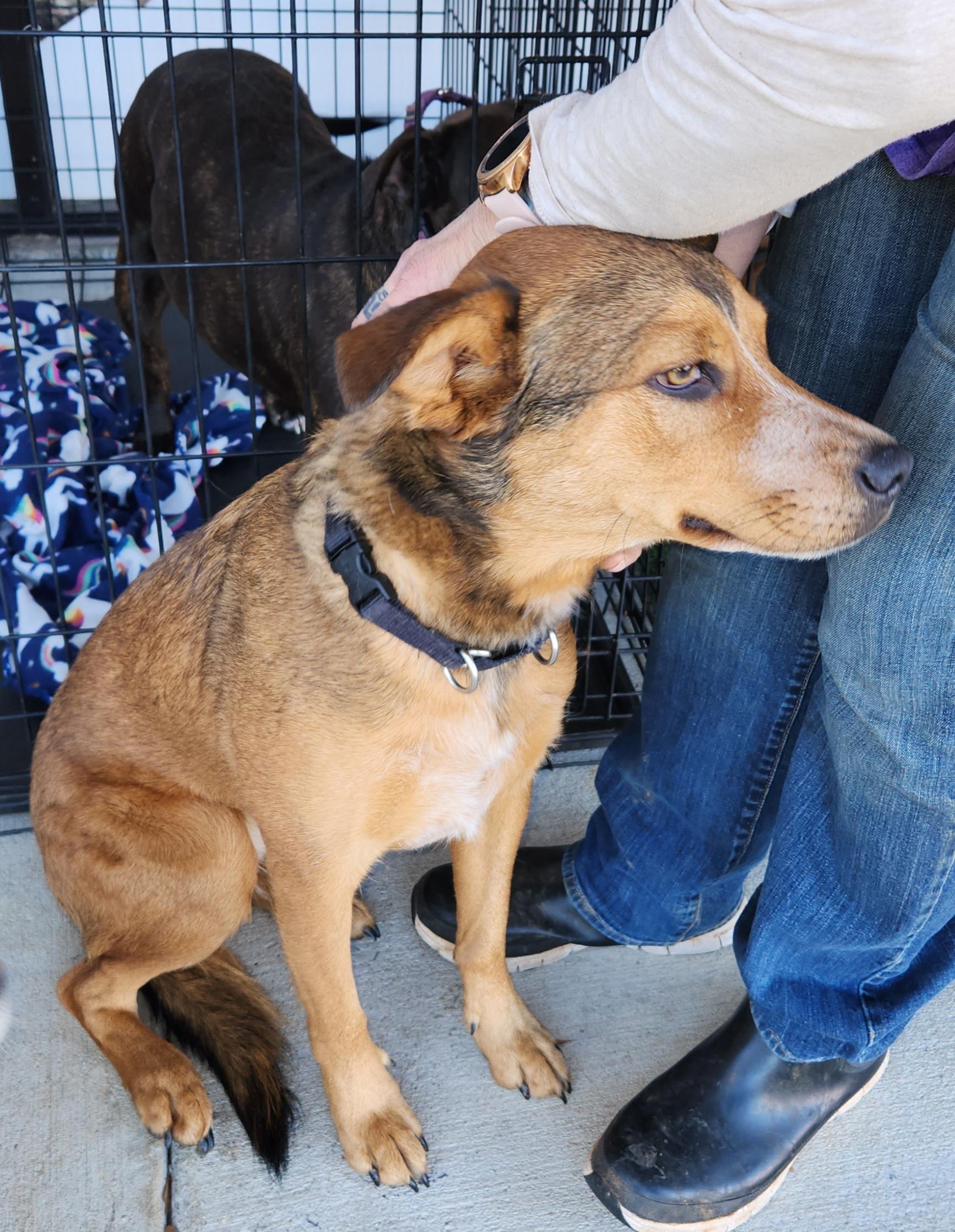 LittleLady, a Adopted mixed breed in Toney, AL image 4/4