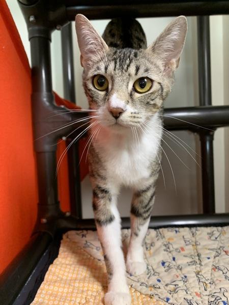 Cleopatra, Adoptable, Young Female Oriental Short Hair.